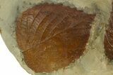 Plate with Three Fossil Leaves (Two Species) - Montana #331843-3